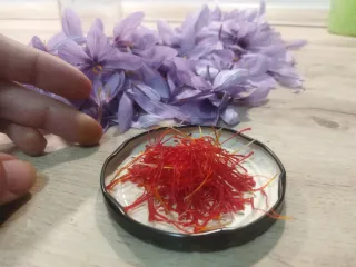 Bulbos de azafrán germinados