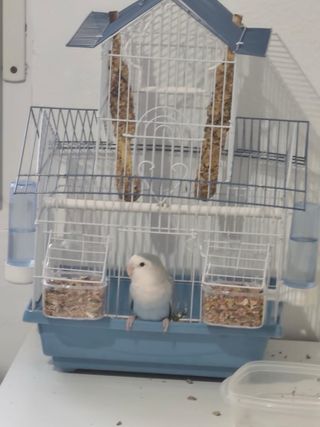 Jaula para pájaros azul y blanca