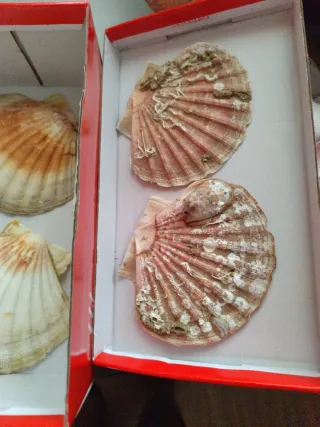 2 Conchas de Vieira con Tapa