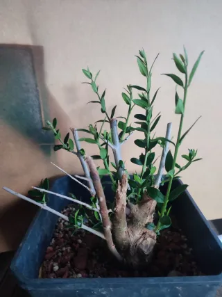 Acebuche bonsai