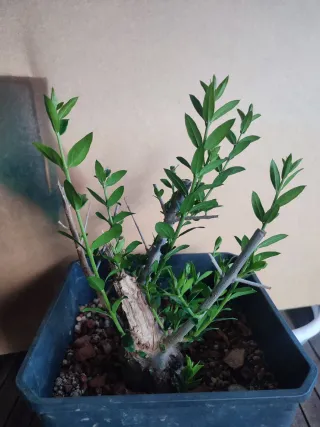 Acebuche bonsai