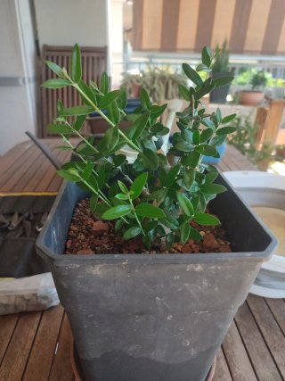 Acebuche bonsai