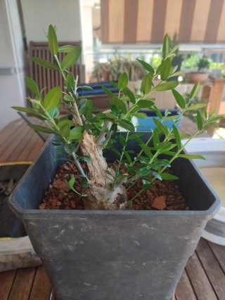 Acebuche bonsai