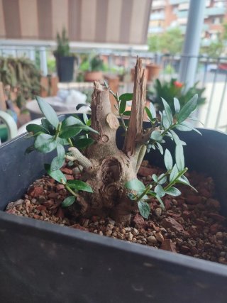 Acebuche bonsai