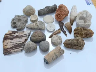 Lote Fósiles Naturales