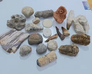 Lote Fósiles Naturales