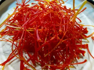 Bulbos de azafrán germinados