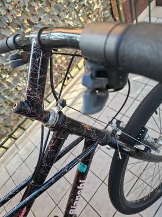 Bianchi Ragno Thomisus Taglia 50