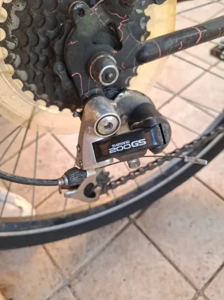 Bianchi Ragno Thomisus Taglia 50