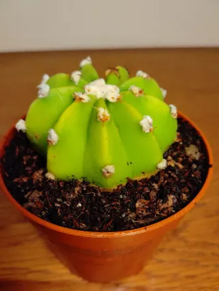 Planta.Echinopsis Subdenudata "Dominos".