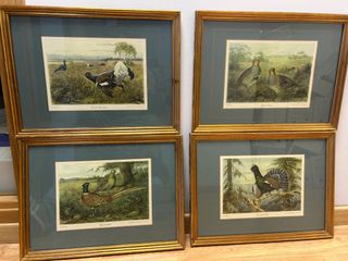 Colección 4 cuadros aves antiguas