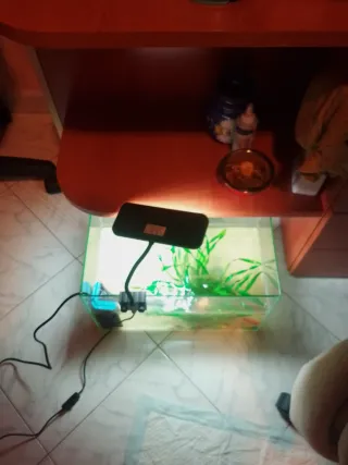 Acquario con filtro e piante artificiali