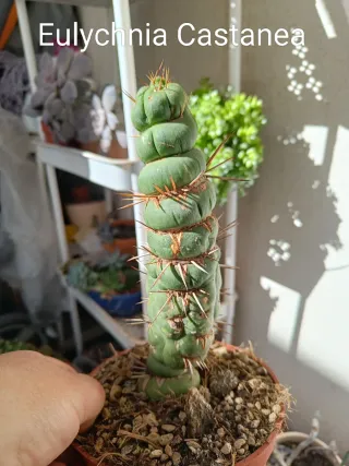 Eulychnia Castanea Cactus