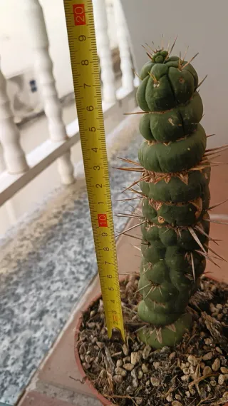 Eulychnia Castanea Cactus