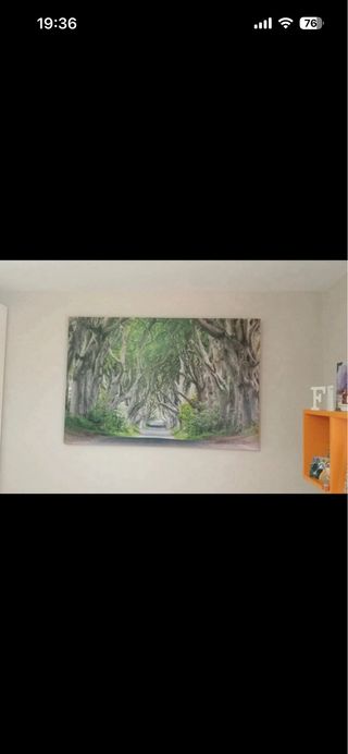 Cuadro Bosque Frondoso