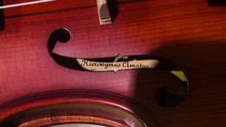 Violín 1/4 con accesorios