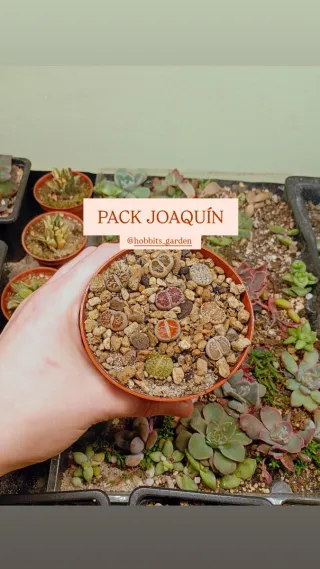 Pack Suculentas Lithops Joaquín