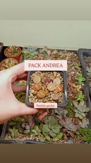 Pack Lithops Andrea Suculentas