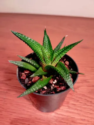 Planta.Haworthia Limifolia.