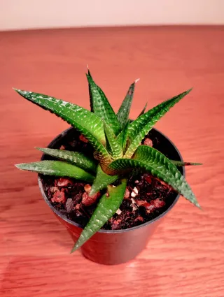 Planta.Haworthia Limifolia.