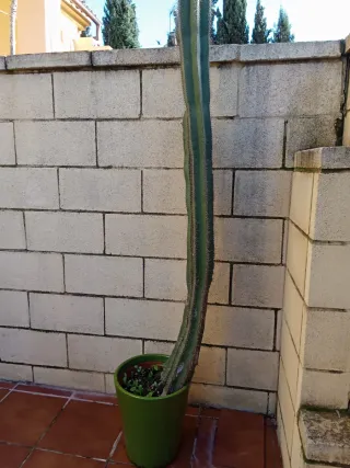 Cactus alto en maceta verde de ceramica