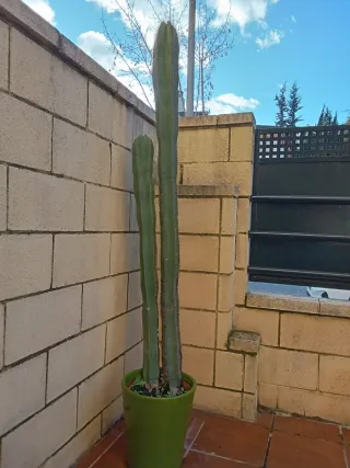 Cactus alto en maceta verde de ceramica