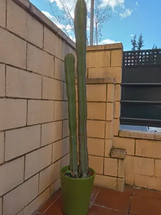 Cactus alto en maceta verde de ceramica