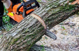 Jardinero / trabajo con madera en general