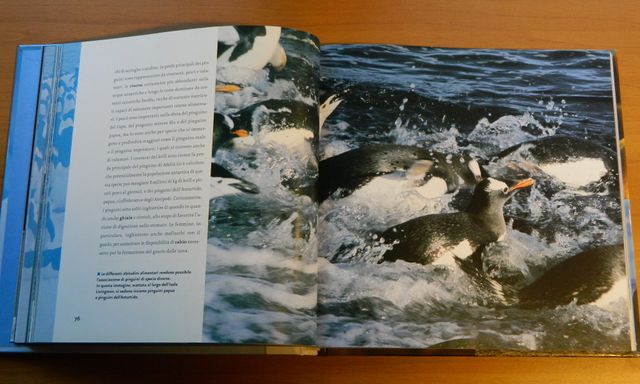 Atlante: I Pinguini e gli animali del polo Sud