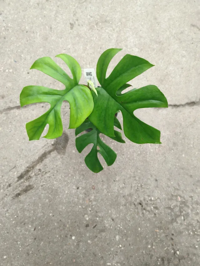 Monstera Min. Futura