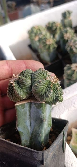 Cactus succulenta Aztekium ritteri doppia testa