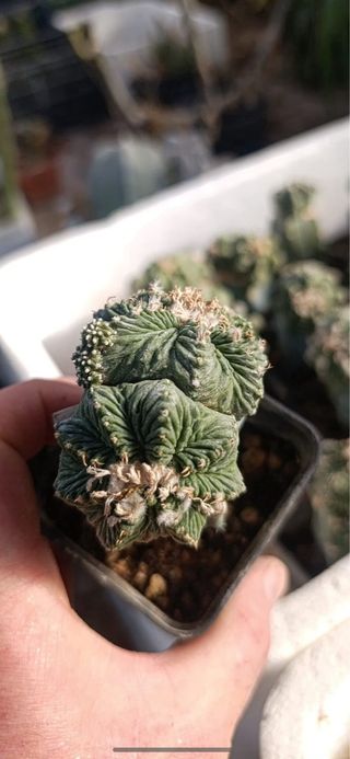 Cactus succulenta Aztekium ritteri doppia testa