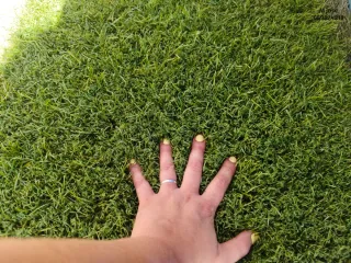 Erba artificiale decorativa