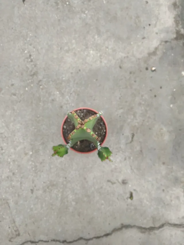 Euphorbia ingens en maceta