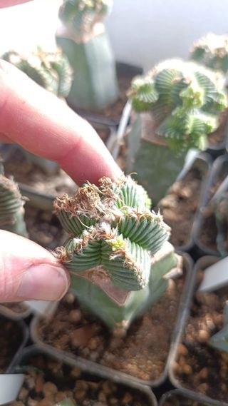 Aztekium Cactus