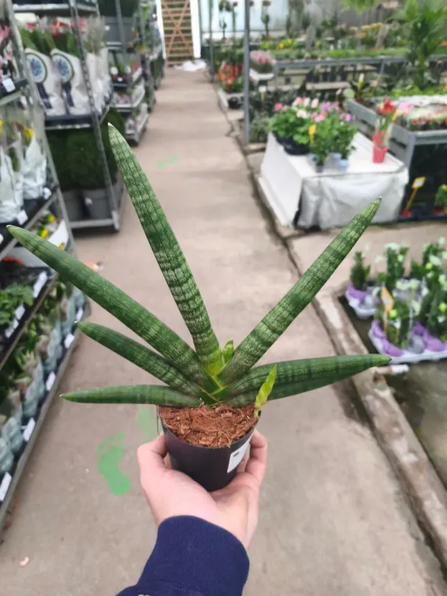 Sansevieria cilíndrica handshake