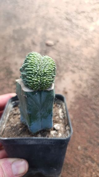 Aztekium ritteri crestato cactus