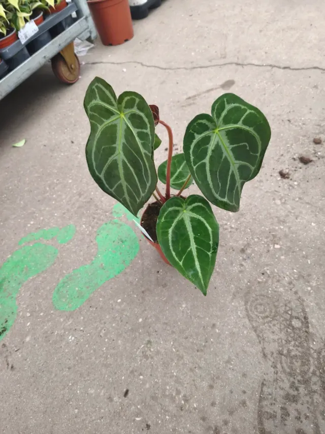 Anthurium magnificum