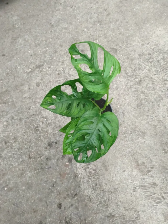 Monstera Oblicua Monkey Mask Planta