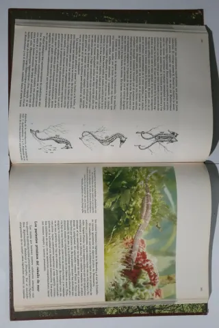 Enciclopedia Salvat de la fauna ibérica y euro...