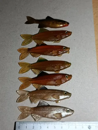 Señuelos pesca gona