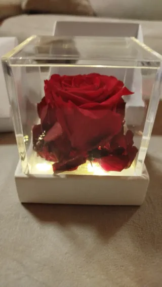 Rosa stabilizzata con luci LED