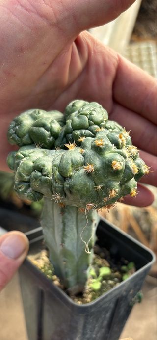 Cactus Coryphantha elefantide mostruosa