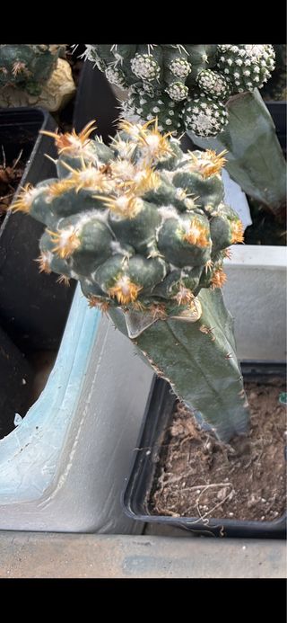 Cactus Coriphantha elefantide mostruosa clone 2
