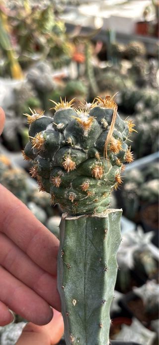 Cactus Coriphantha elefantide mostruosa clone 2