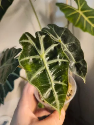 Alocasia Polly
