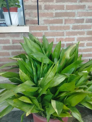 Aspidistra / Pilistra plantas