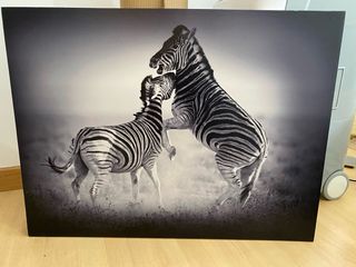 Confezione di quadri di due zebre in bianco e nero