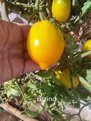 Semillas Tomate (40)
