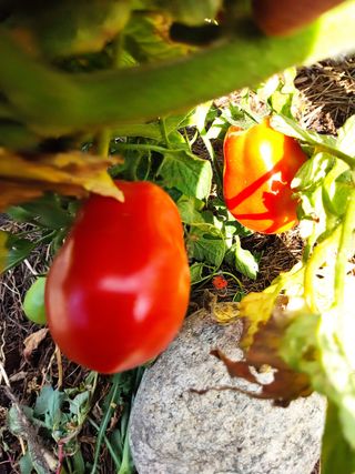 Semillas Tomate (40)